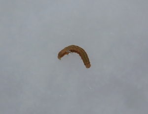 Unidentified brown caterpillar on the snow