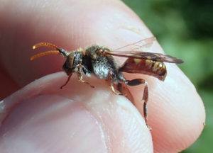 Armed Nomad bee male at Geangelands - photo by Martin Harvey
